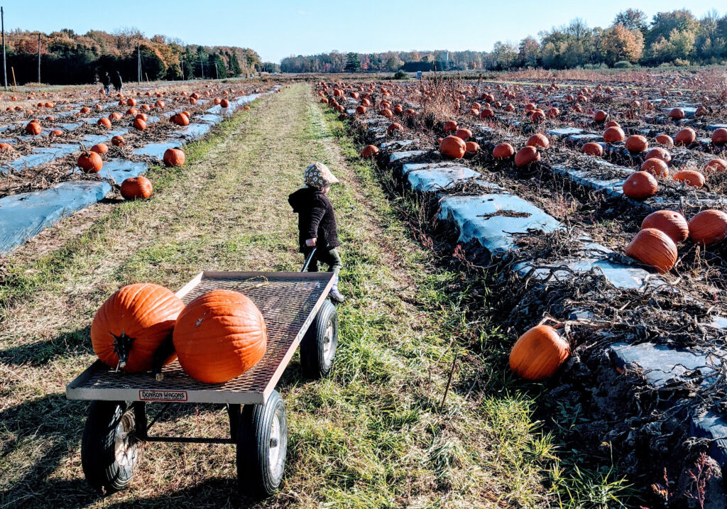 Child pulling pumpkins on wagon