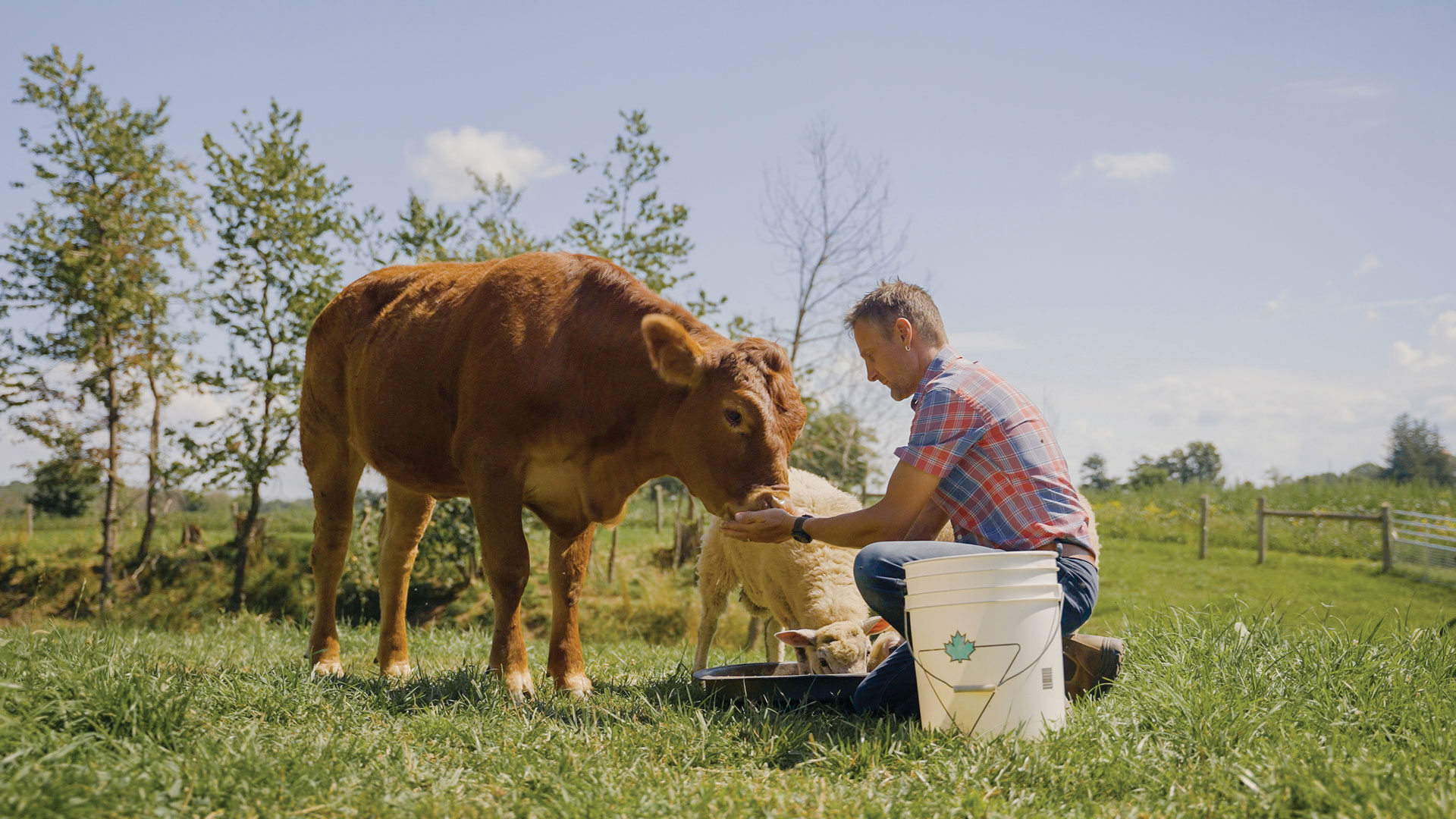A person kneels on grass feeding a brown cow by hand, with a white calf nearby and a white bucket in front. Trees and a fence are visible in the background under a clear sky.